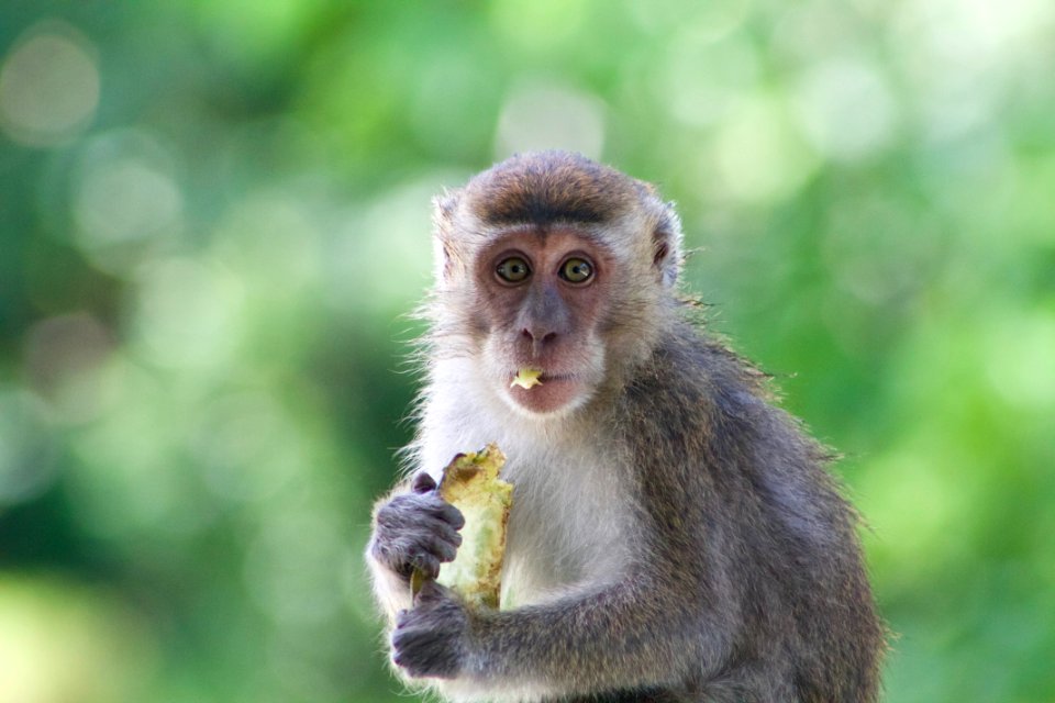 Malaysia, Bako national park, Kuching photo