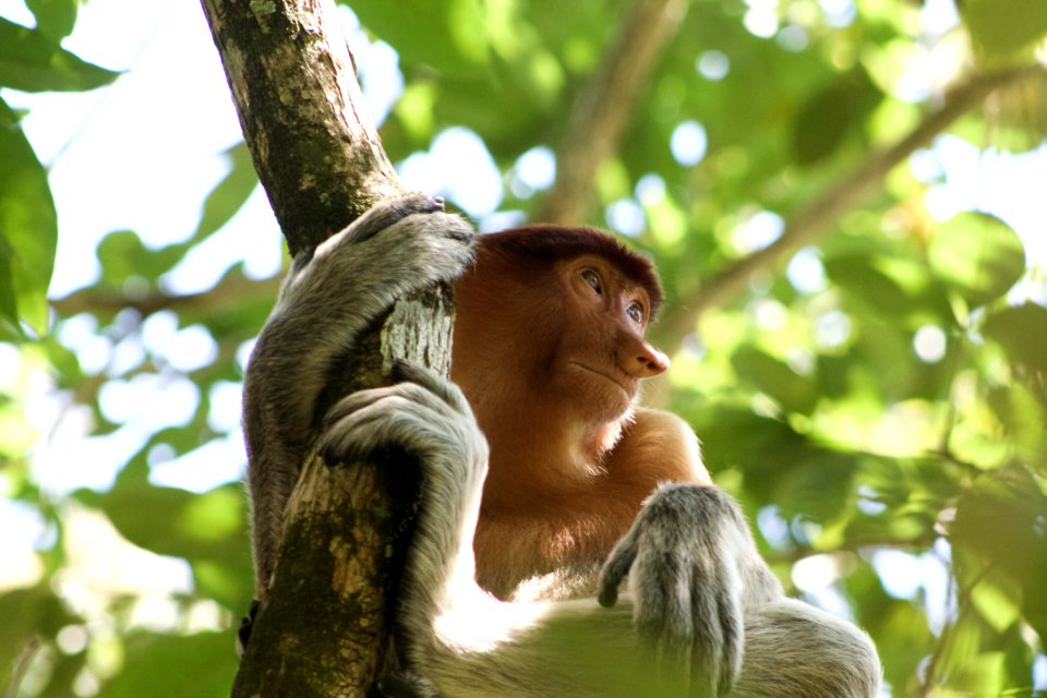 brown monkey holding in a tree branch during daytime