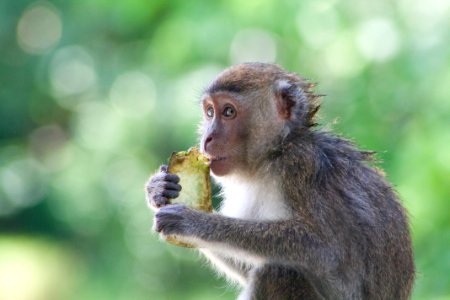 Malaysia, Bako national park, Kuching photo