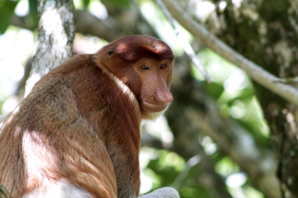 Malaysia, Bako national park, Kuching