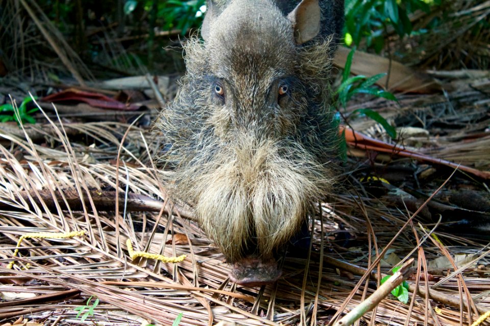 Malaysia, Bako national park, Kuching photo