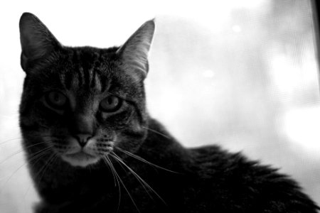Portrait, Macro, Cat photo