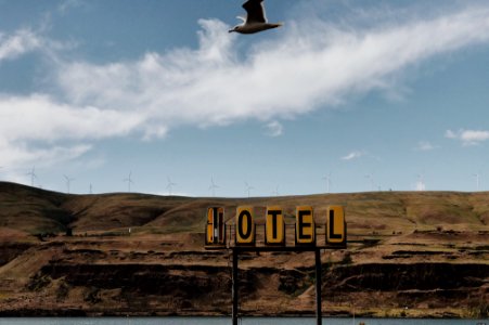 gull flying above motel signage photo