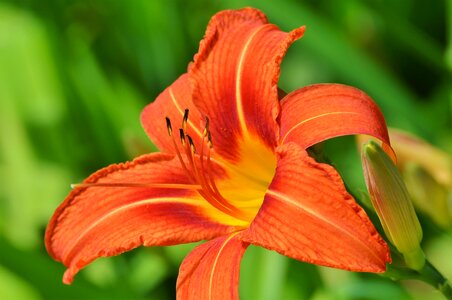 Blossom bloom plant photo