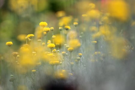 Bryant park, Kodaikanal, India photo