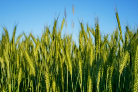 green leafed plant under the blue sky photo