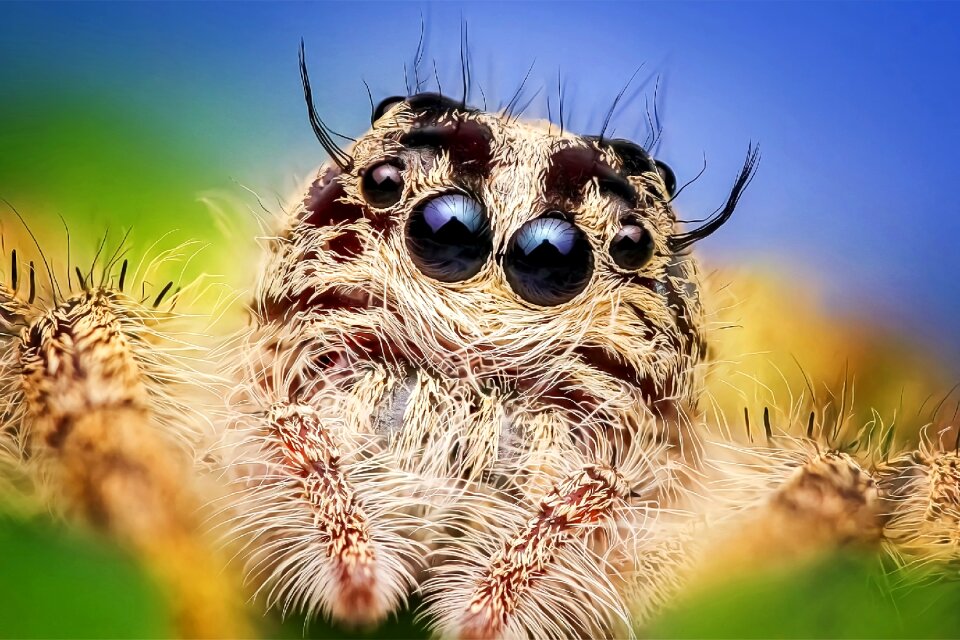 Insecta hyluss diard