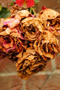 Aged withered beige colours
