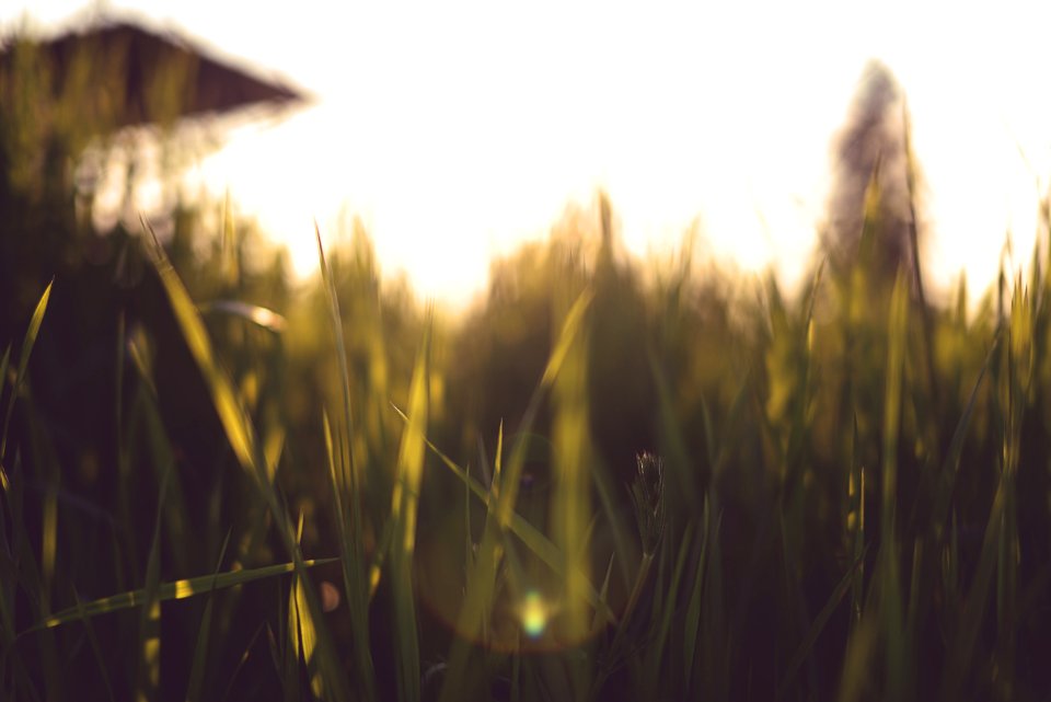 Grass, Sunrise, Sunset