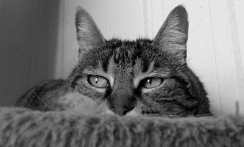 Animal cat eyes feline photo