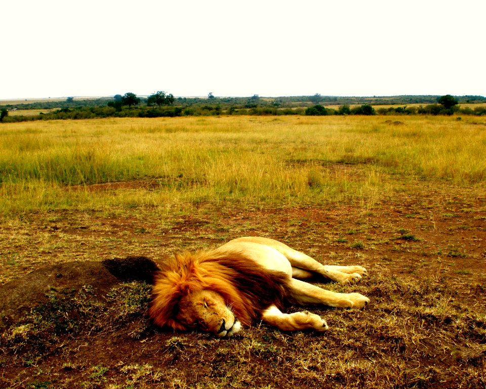 Kenya, Mara triangle  maasai mara national reserve, Safari