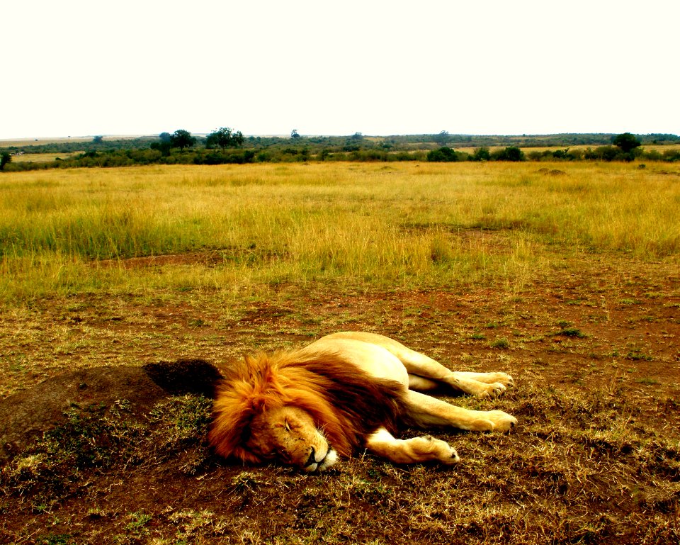 Kenya, Mara triangle maasai mara national reserve, Safari photo