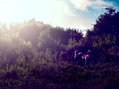 two brown horses near green leafed plants under blue sky photo
