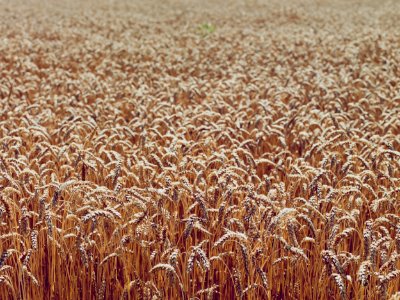 Summer, Crops, Fields photo