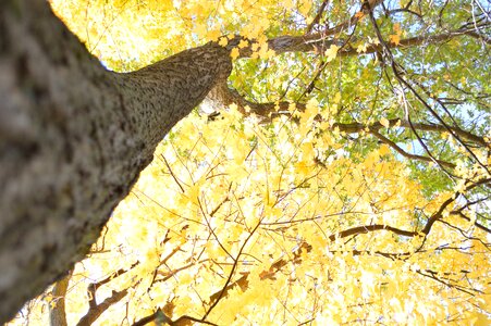 Fall trees autumn nature