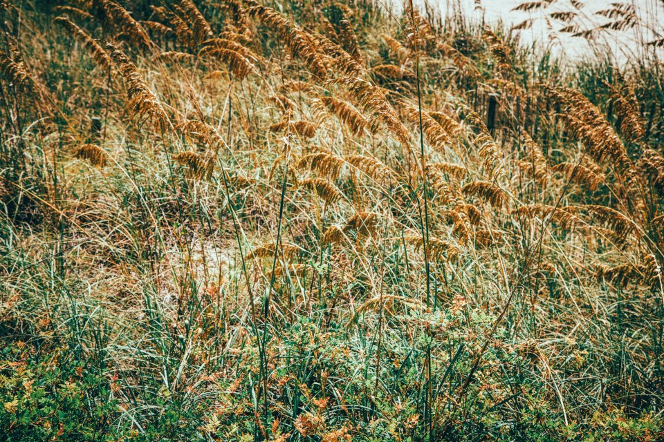 Dunes, Myrtle beach, Nature