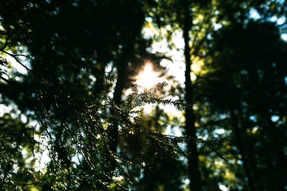 Serenity, Tranquil, Ambient