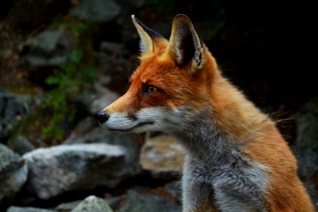shallow focus photography of fox