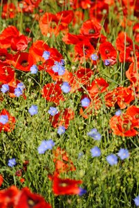 Poppies red flowers