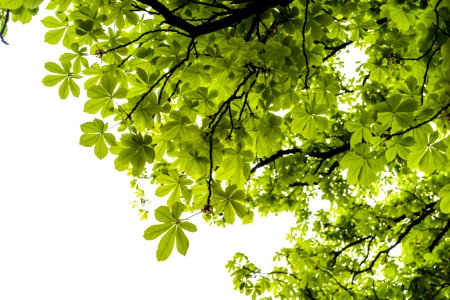 Young, Fresh, Spring