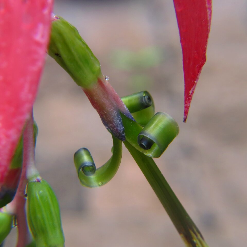 Pink botanical green