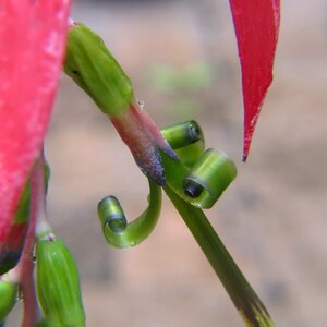 Pink botanical green