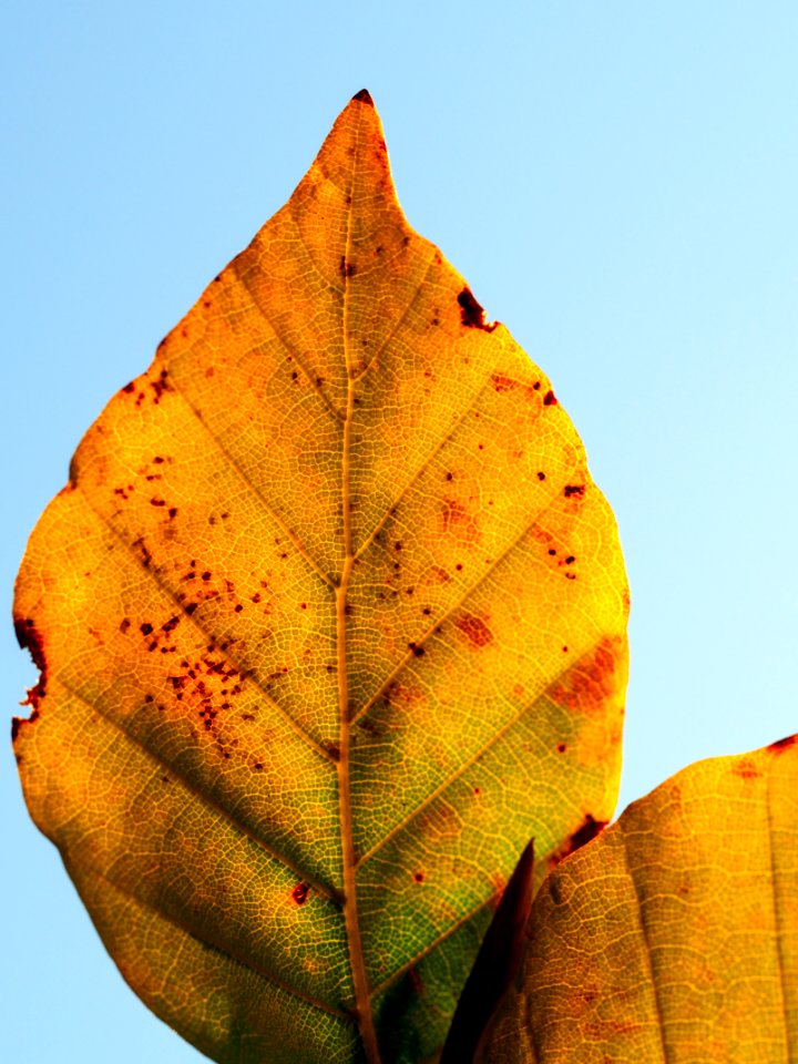 dried leaf