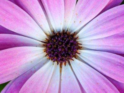 macro photo of purple daisy flower photo