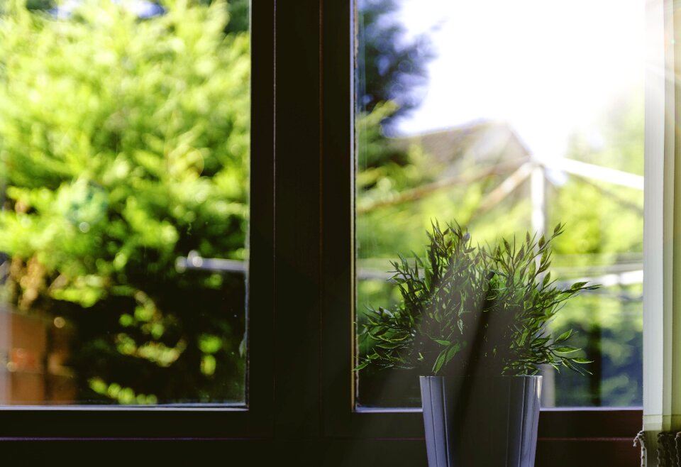 Pot plant sunbeams window