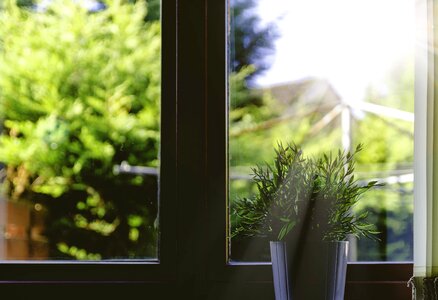 Pot plant sunbeams window