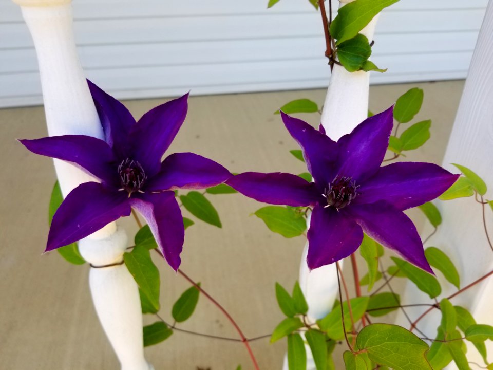 Outdoor, Nature, Purple