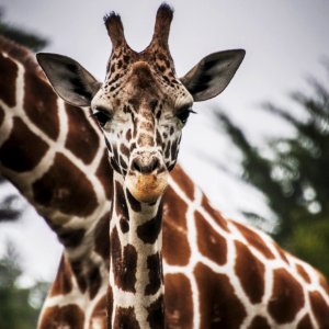 brown and white giraffe in closeup photography photo