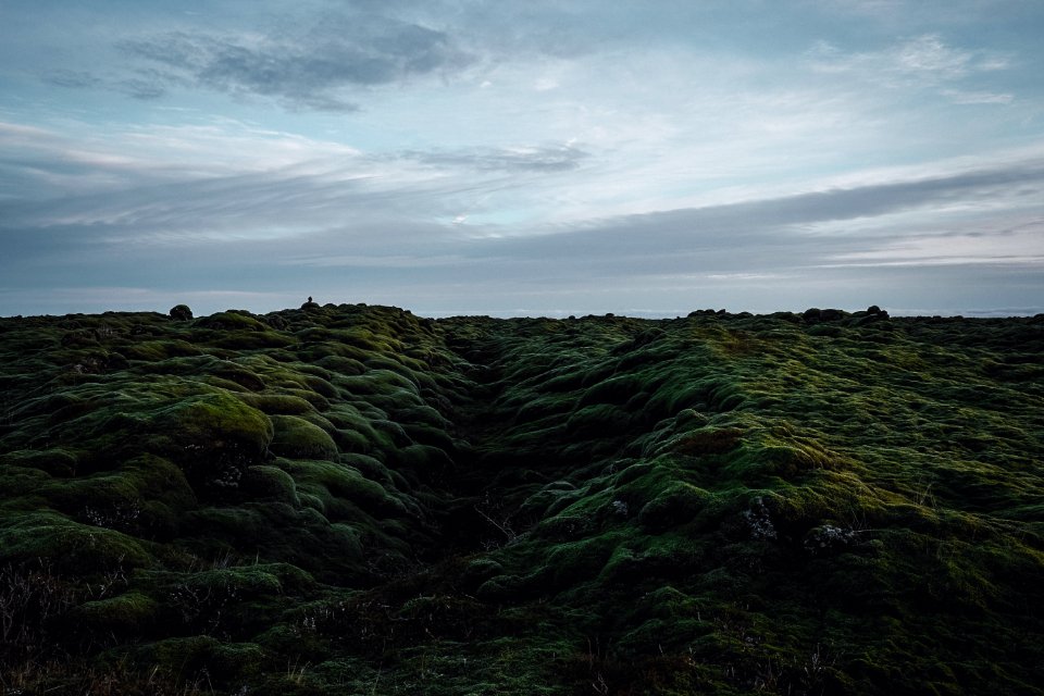 Vik, Iceland, Plants