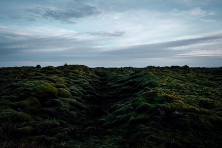 Vik, Iceland, Plants