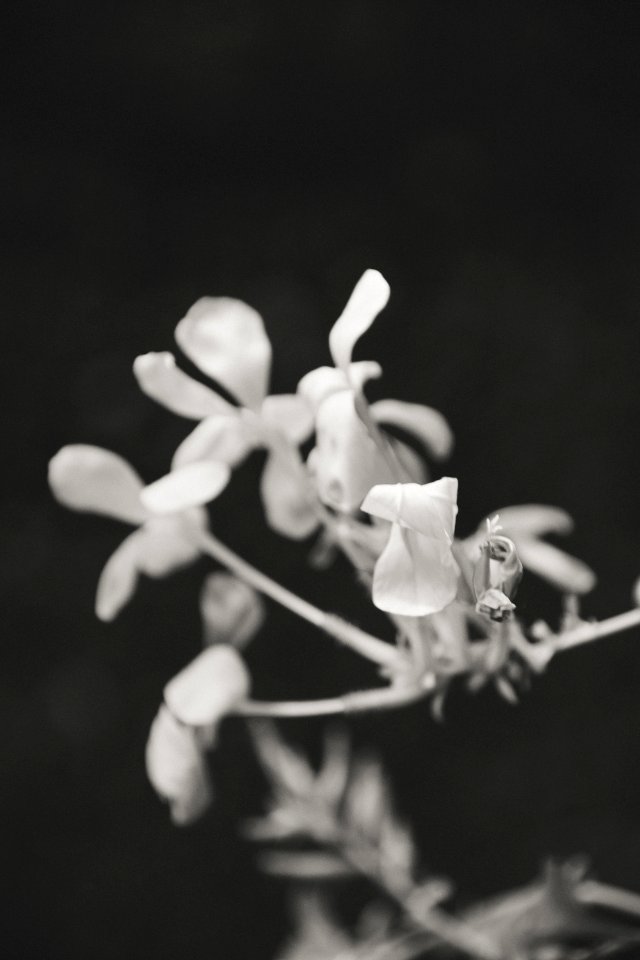 Nature, Flowers