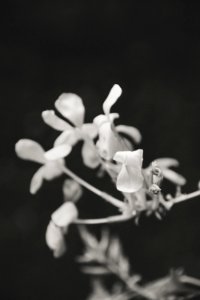 Nature, Flowers