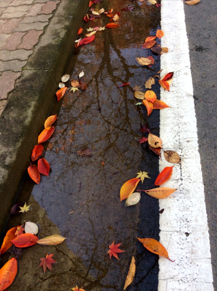 Reflection, Leaves, Autumn
