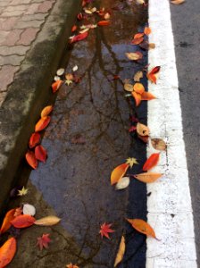 Reflection, Leaves, Autumn