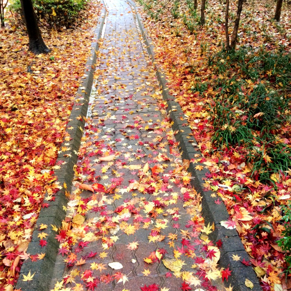 Korea, Autumn, Leaves