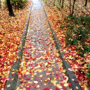 Korea, Autumn, Leaves photo