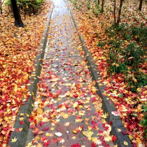Korea, Autumn, Leaves