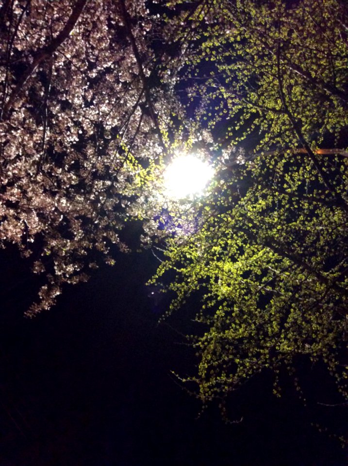 Korea, Blossom, Night