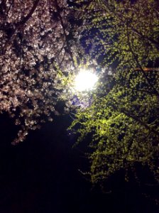 Korea, Blossom, Night