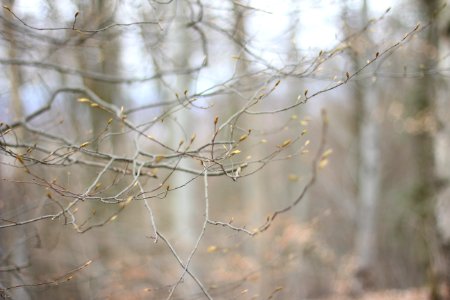 Freiburg, Germany, Boughs photo