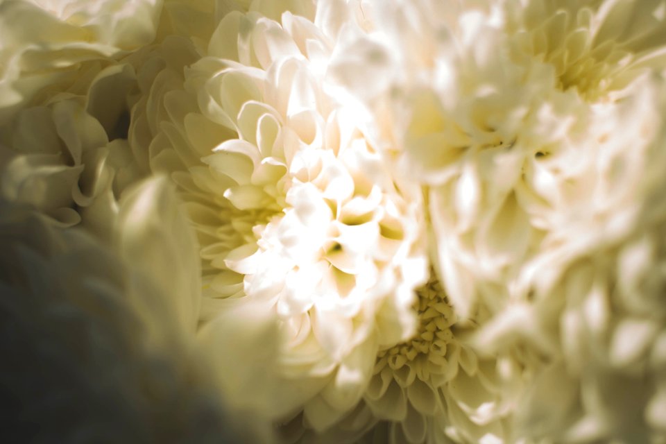Germany, Flower, Chrysanthemum