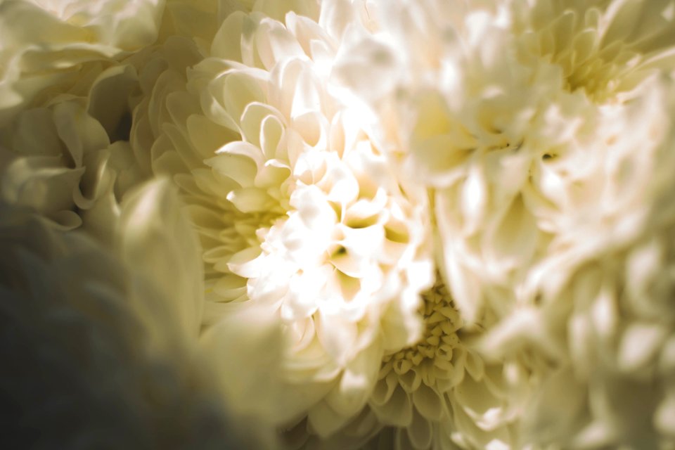 Germany, Flower, Chrysanthemum photo