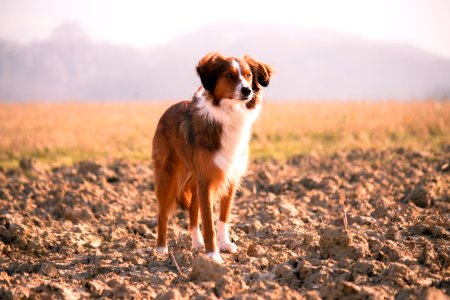 short-coated brown and white dog photo