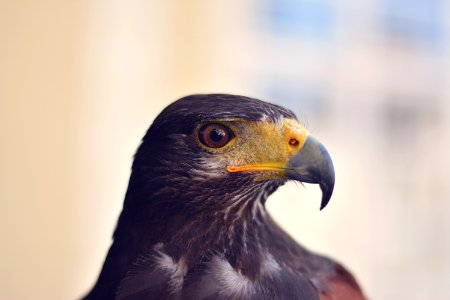 closeup photo of black eagle photo