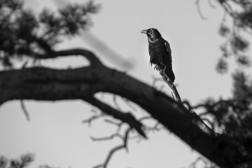 Bird raven bird black