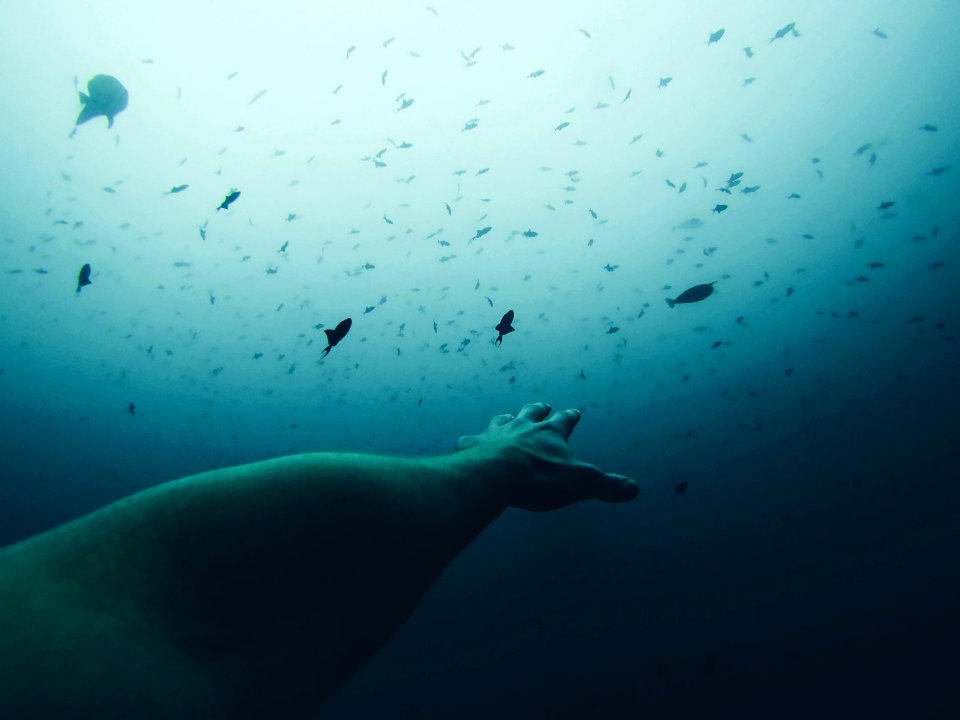 person's hand underwater reaching above water